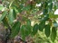 Ficus%20racemosa3