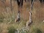 Australian%20bustard%20benok