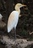 Ardea%20ibis%20breeding