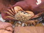 Crustacean%20crab%20maningrida_2848