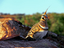Spinifex%20pigeon%20morris