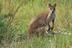 Gornobolo%20agile%20wallaby%20mamukala%20ao%27d