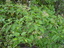 Vitex%20accuminata