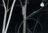 Golden_backed_tree_rat_tm%20kordberr