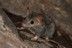 Sandstone%20false%20antechinus%20anne%20o%27dea