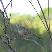 peaceful dove