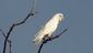 Ngalalek%20corella%20cacatua%20sanguinea6