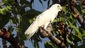 Ngalalek%20corella%20cacatua%20sanguinea1