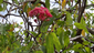 Corymbia%20ptychocarpa%20swamp%20bloodwood