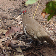 partridge pigeon