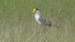 Berrebberreb%20masked%20lapwing1