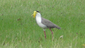 Berrebberreb%20masked%20lapwing2