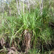 water pandanus