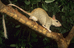 Golden-backed%20tree%20rat%20xf-160%20cjiri%20lochman%20-%20lochman%20lt%20low%20res
