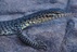 Varanus%20mitchelli