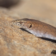 black-palmed monitor (long-tailed rock monitor)