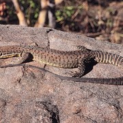 black-spotted ridge-tailed monitor