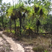 pandanus