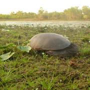 northern snake-necked turtle