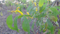 Acacia%20difficilis%20andjoh4