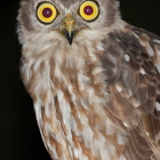 barking owl