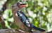 Blue-winged%20kookaburra%20hc2