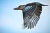 Blue-winged%20kooka%20in%20flight%20hc