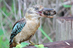 Blue-winged%20kookaburra%20cicada%20hc