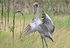 Brolga%20dancing%20hc