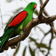 red-winged parrot