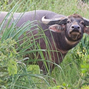 water buffalo