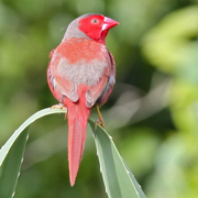 finch (various species)