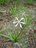 Crinum%20augustifolium