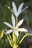 Crinum%20lily%20flower%20hc