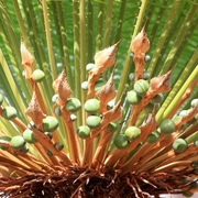 cycad