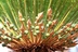 Cycad%20fruit%20hc