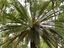 Cycad2