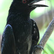 spangled drongo