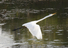 Egret%20in%20flight%20straight%20body%20hc