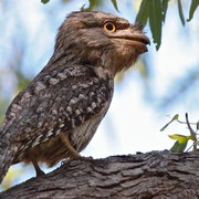 tawny frogmouth