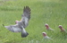 Galahs%20hc1