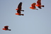 Galahs%20in%20flight%20hc