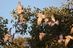 Galahs%20in%20flight%20hc2