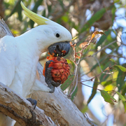 sulphur-crested cockatoo