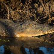 saltwater crocodile