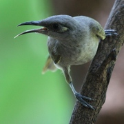 brown honeyeater