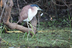 Nankeen%20night%20heron%20hc