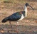 Straw-necked%20ibis%20pc