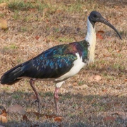 straw-necked ibis