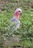 Galah%20pc1
